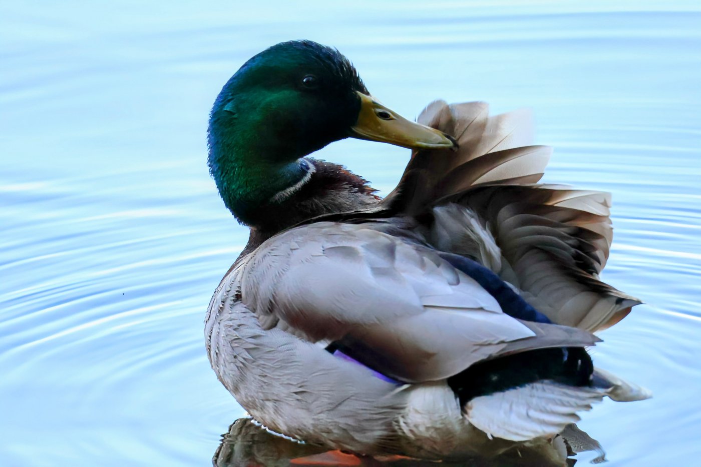 Nature